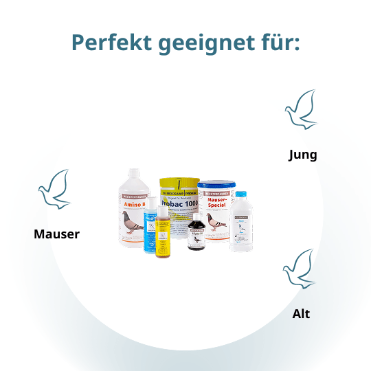 MEISTERTAUBEN Mauser-Paket groß – 7 Produkte für die Mauser