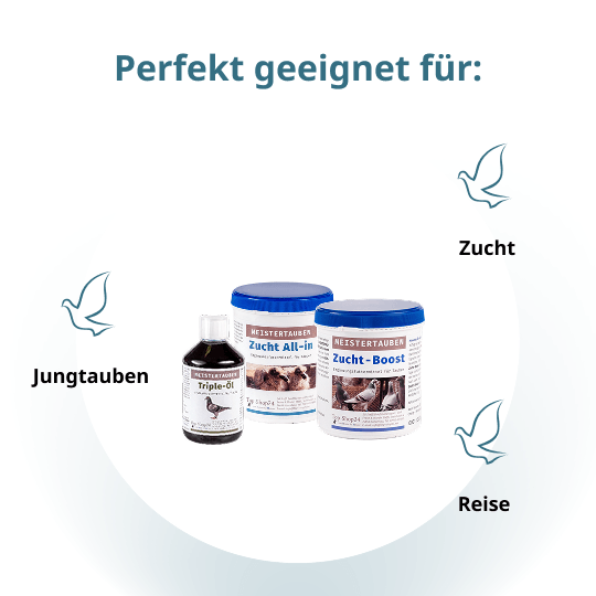 MEISTERTAUBEN Zucht Starter – 3 Produkte für den Start in die Zuchtsaison