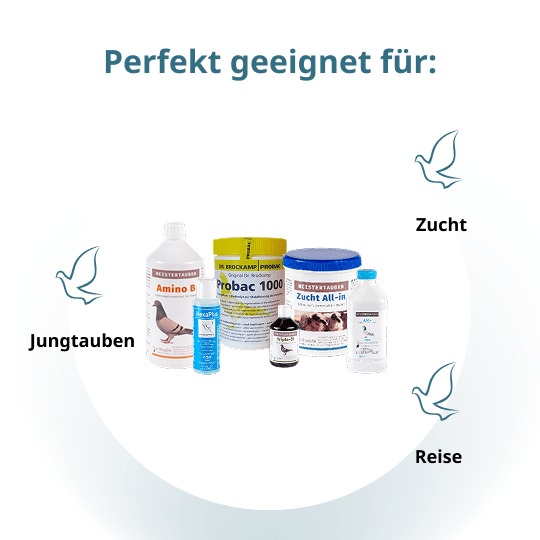 MEISTERTAUBEN Zuchtpaket groß – 6 Produkte für die Zuchtsaison