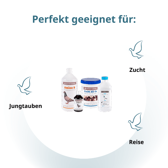 MEISTERTAUBEN Zuchtpaket klein – 4 Produkte für die Zuchtsaison
